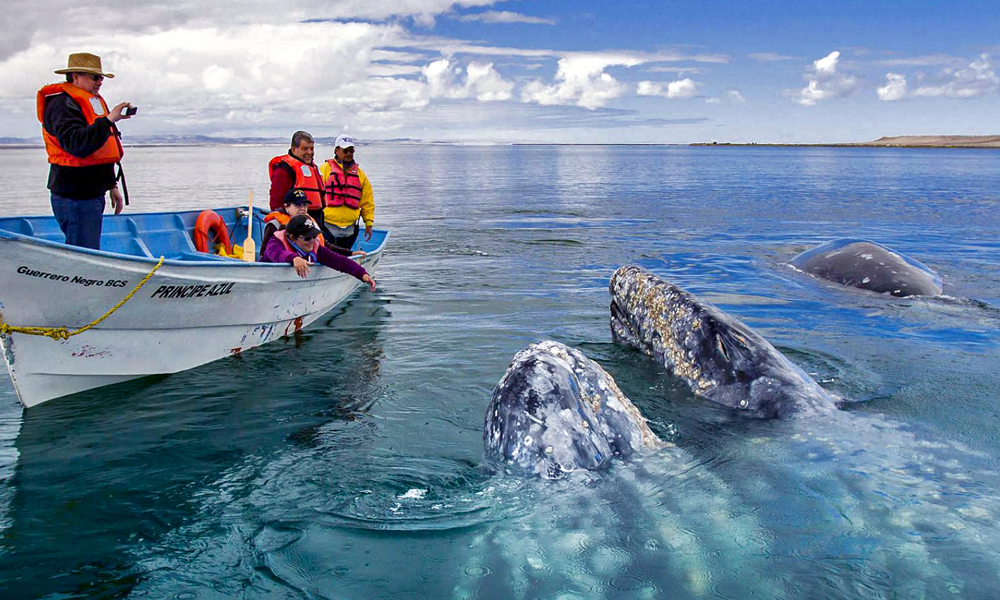 BahÃ­a Magdalena: un paseo entre ballenas y manglares - Travel Report
