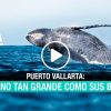 Puerto Vallarta: en destino tan grande como sus ballenas