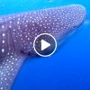 holbox-tiburon-ballena-1