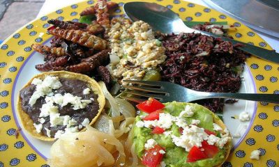 Comida exótica en México: Insectos