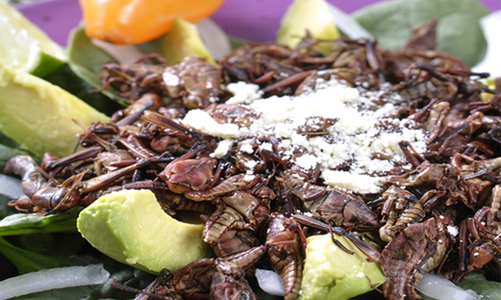 Chapulines, un manjar exótico de la comida mexicana