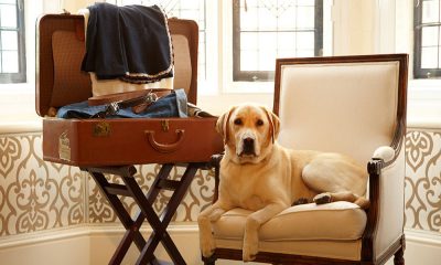 Conoce estos 5 destinos en México para viajar con tu perro