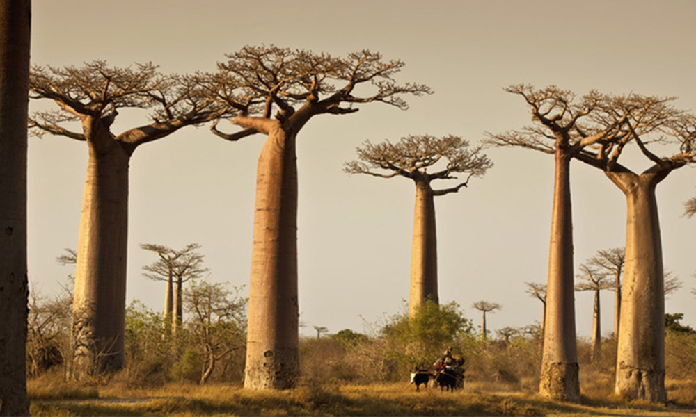 Árboles: conoce cuáles son los más hermosos del mundo