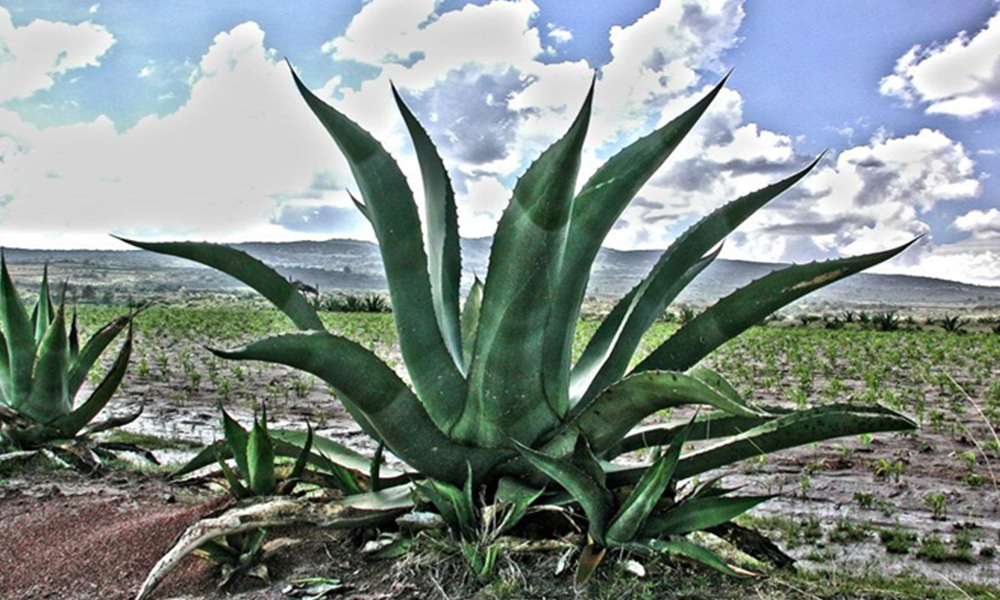 La cultura ancestral del pulque y el maguey