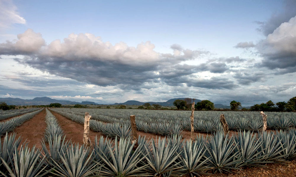 Datos curiosos del Pueblo Mágico de Tequila, Jalisco