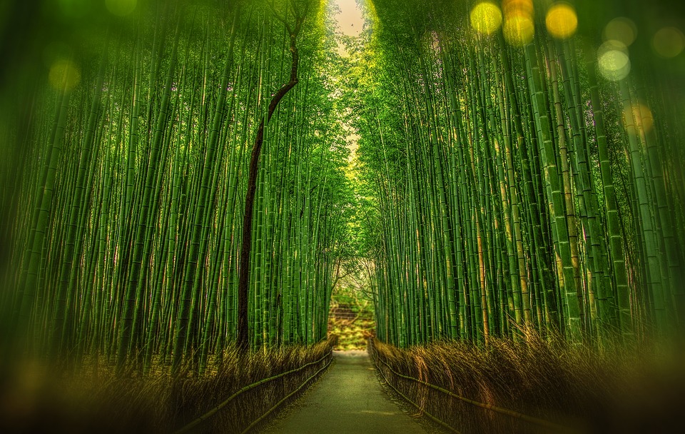 bosque de bambu sagano japon estres bosque