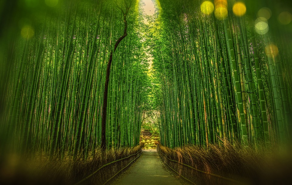 bosque de bambu sagano japon estres bosque Travel Report