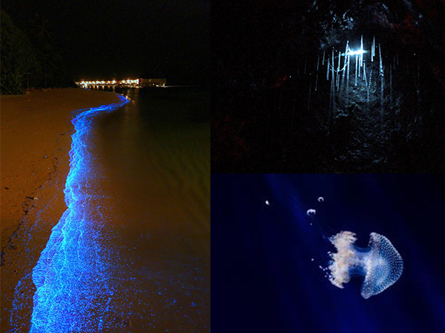 Las mejores playas bioluminscentes de México: checa cuáles son