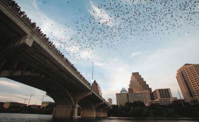 puente-murciélagos-Austin-Texas
