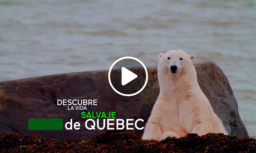 Vida Salvaje Quebec Original ANimales