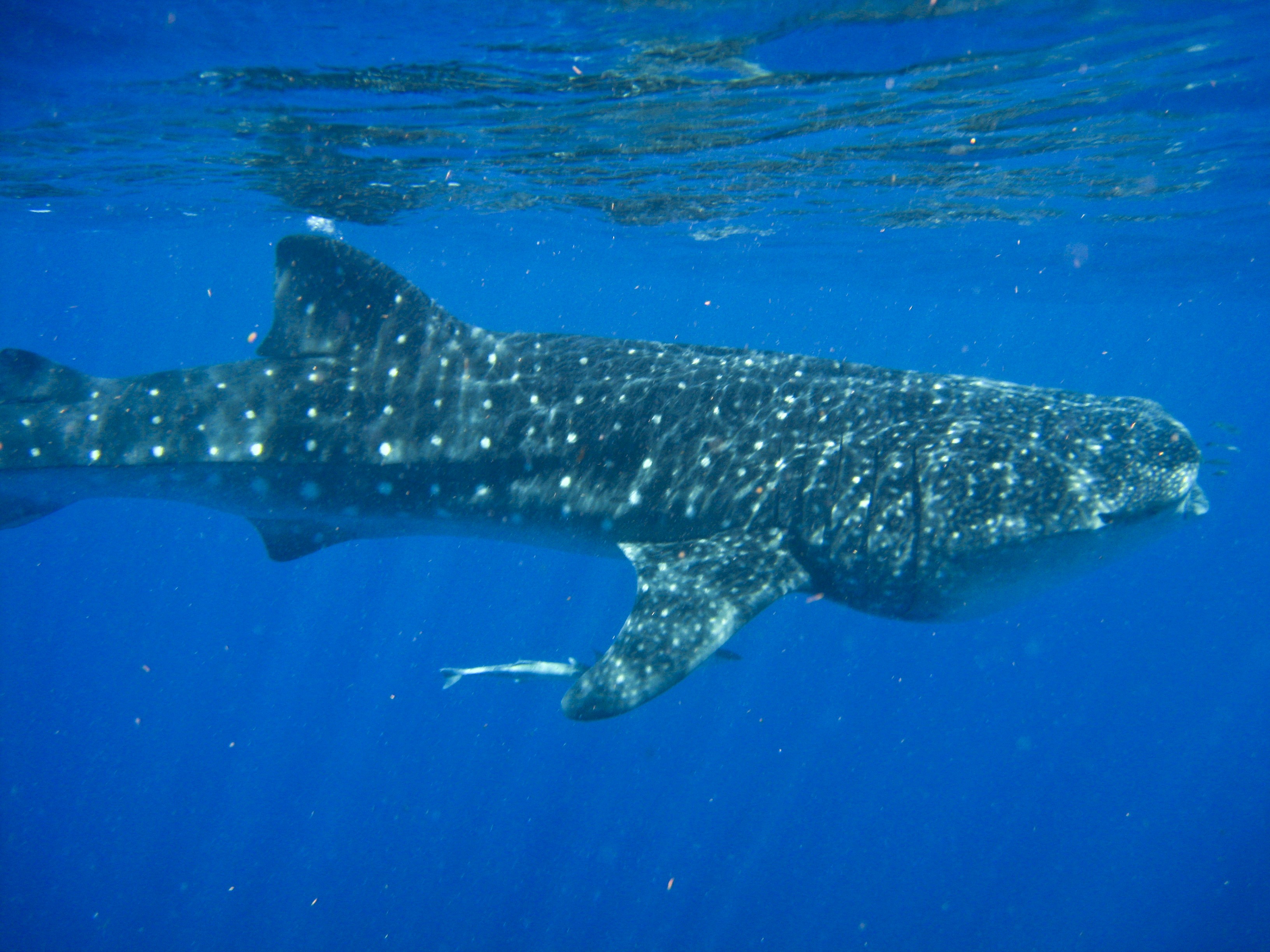 nado con tiburon ballena en isla holbox