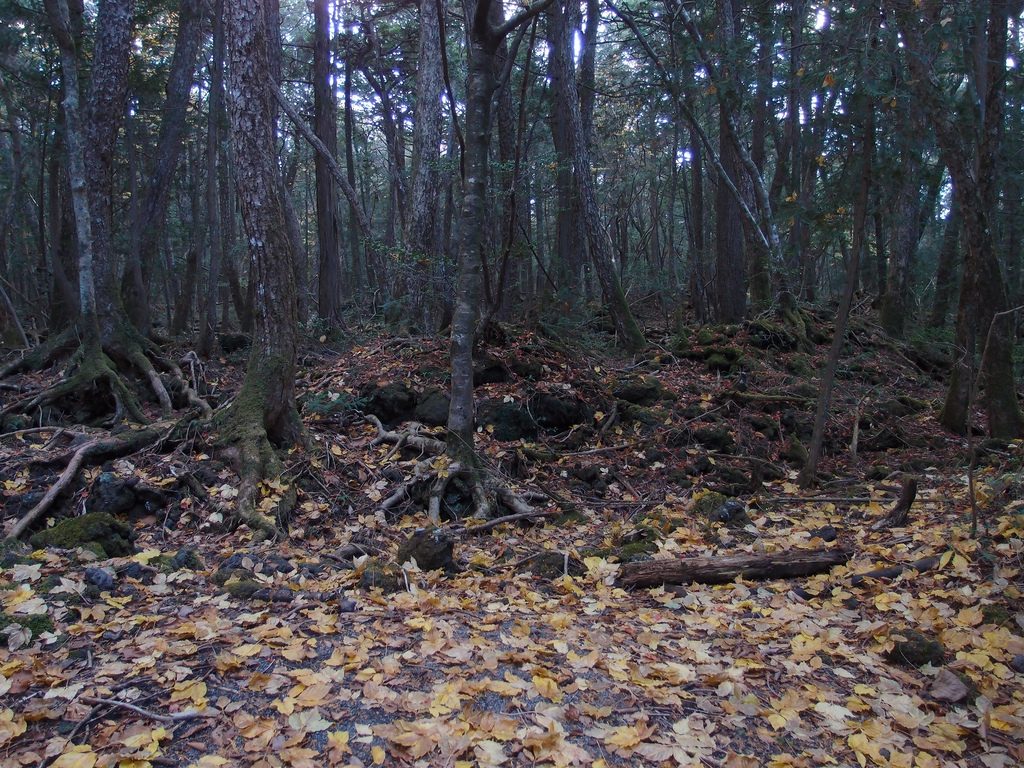 Aokigahara