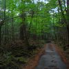 Bosque de los suicidios en Japón Aokighara