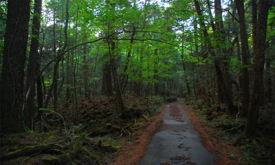Bosque de los suicidios en Japón Aokighara