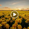 Hospedaje en campo de tulipanes en Keukenhof, Países Bajos