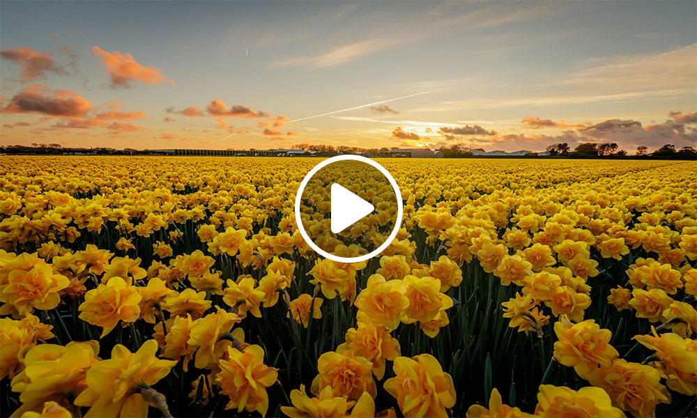Hospedaje en campo de tulipanes en Keukenhof, Países Bajos