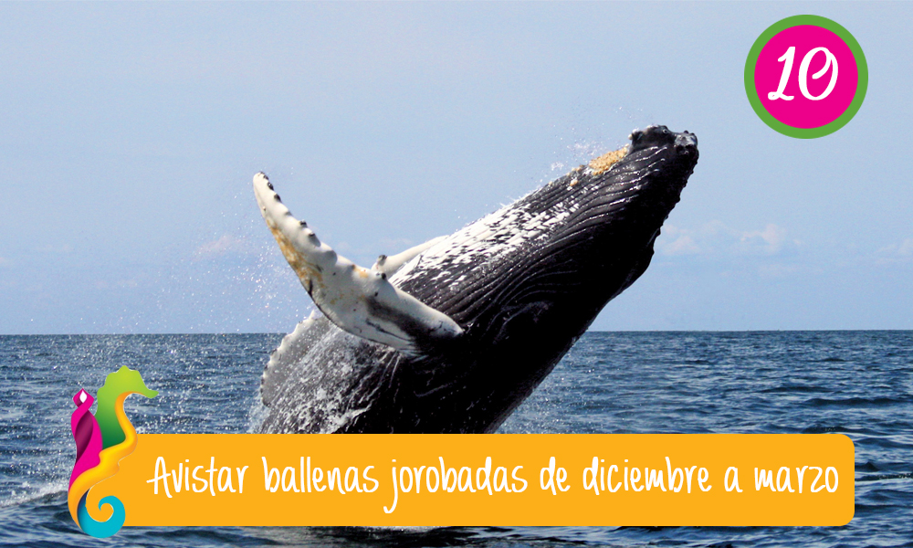 qué hacer, qué ver y qué comer en puerto vallarta ver ballenas qué hacer, qué ver y qué comer en puerto vallarta