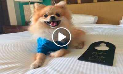 hoteles para mascotas en la Riviera Maya