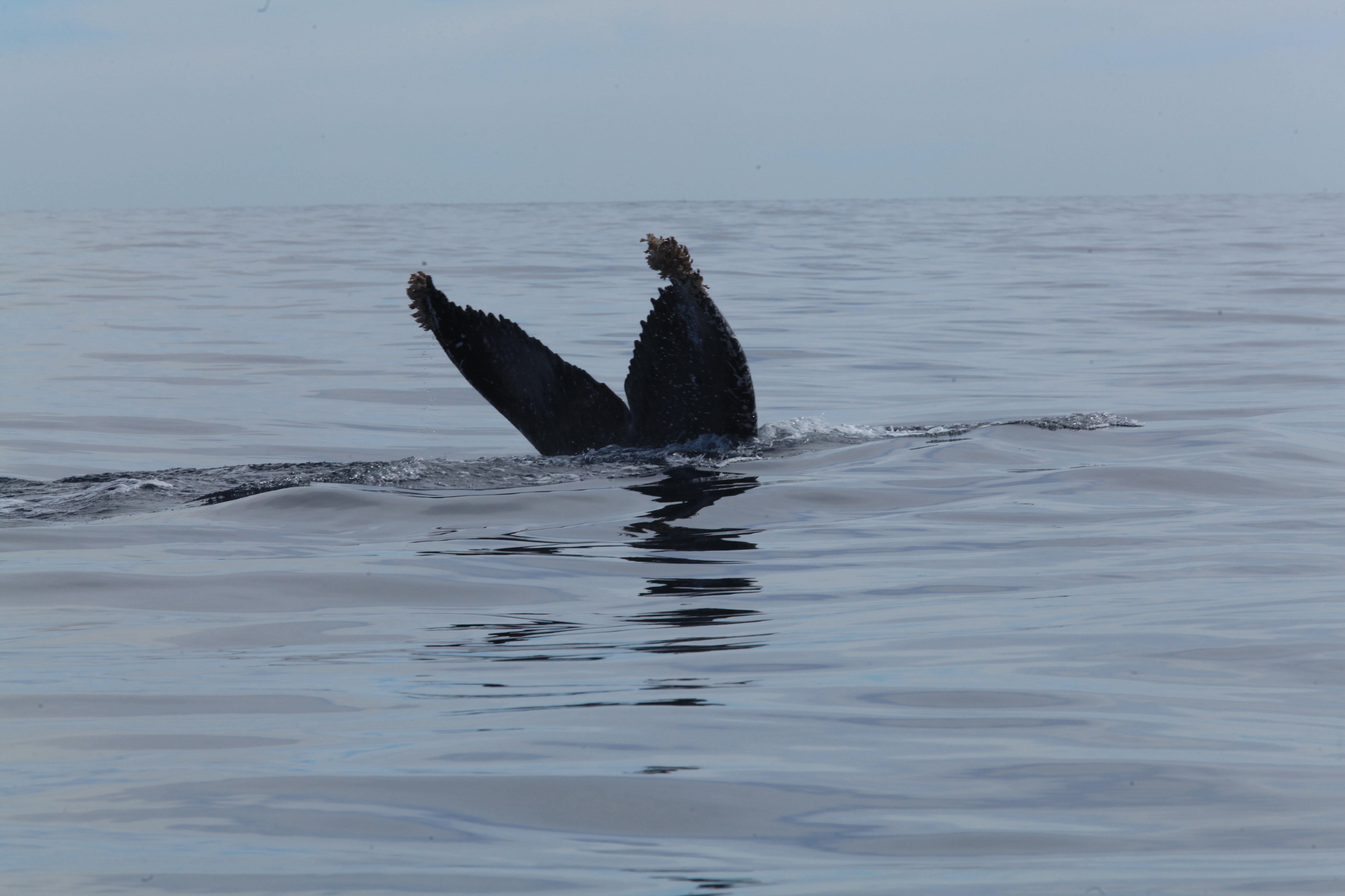 Cuanto Cuesta ver Ballenas en Los Cabos