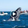 Cuánto Cuesta-Ver Ballenas en Los Cabos 1