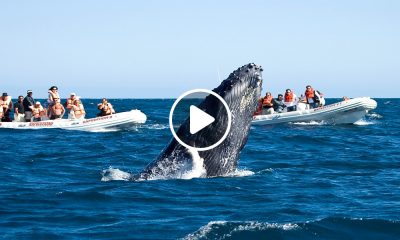 Cuánto Cuesta-Ver Ballenas en Los Cabos 1