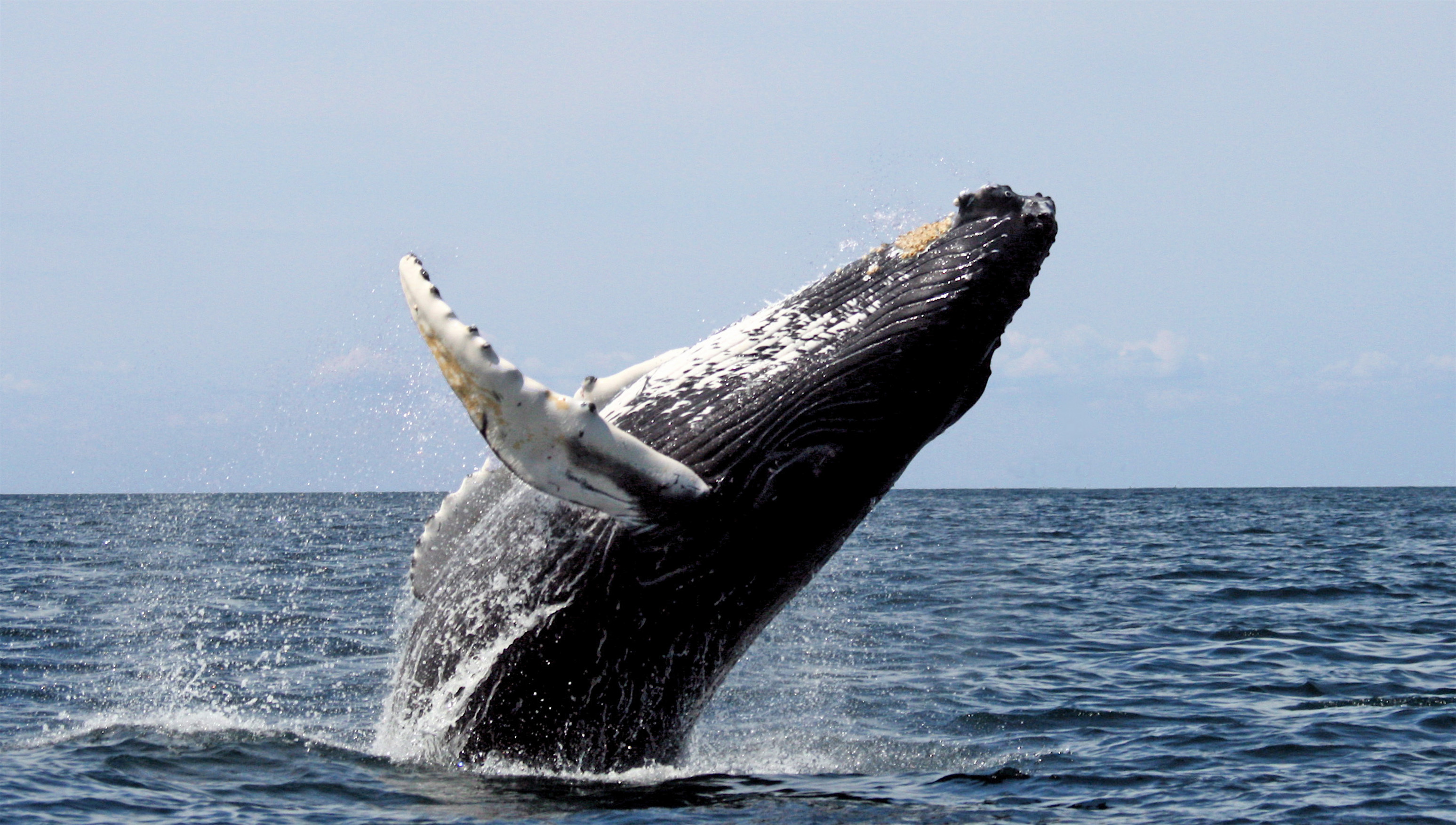 Cuánto cuesta ver ballenas en Los Cabos