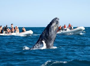 Qué hacer en Los Cabos