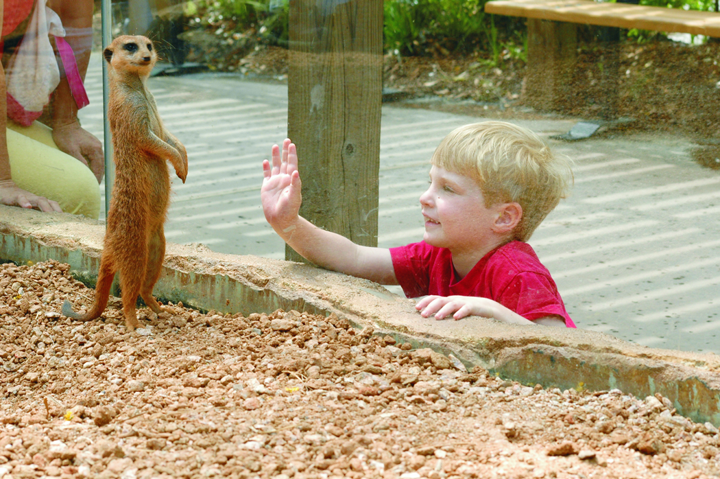 5 atracciones para tu primera vez en Houston zoo