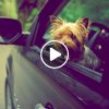 Consejos para viajar con mascota en coche