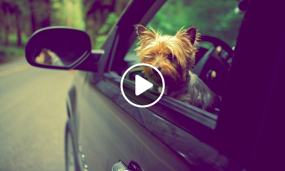 Consejos para viajar con mascota en coche