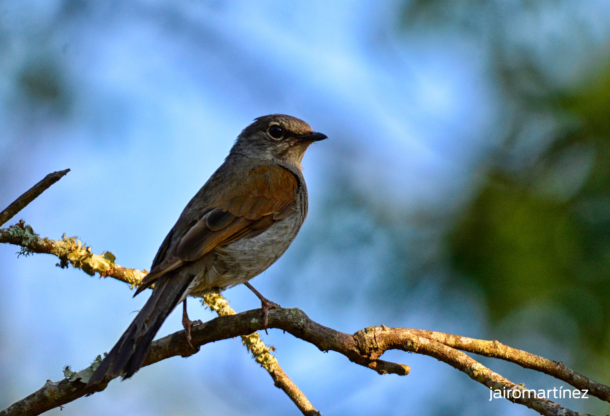 Cuánto cuesta admirar aves y volcanes en Colima aves