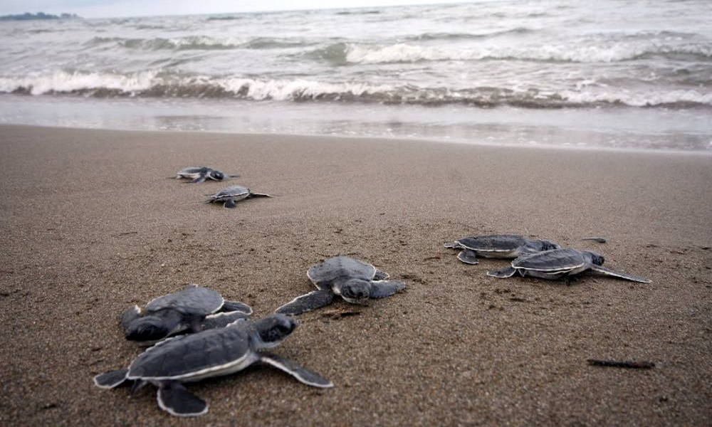 Las mejores playas para liberar tortugas