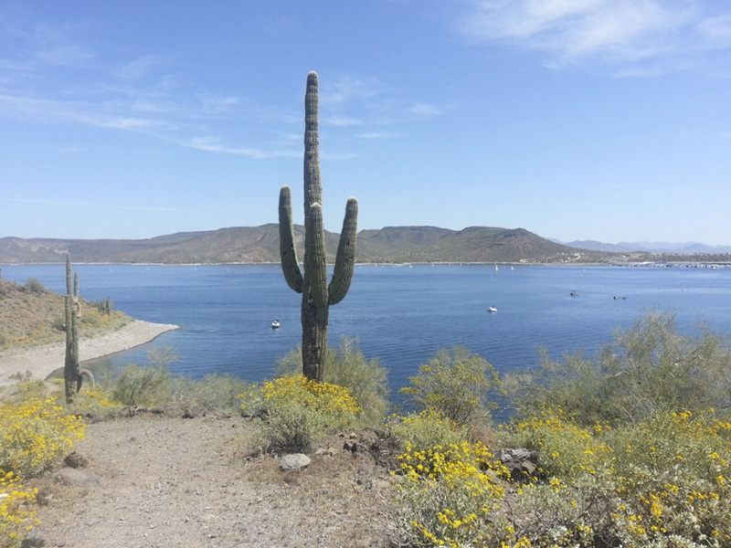 Los Cabos Desierto bcs