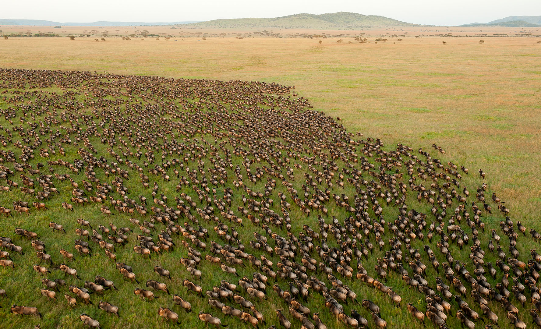 Los escenarios más espectaculares para verlos desde el cielo Serengeti_National_Park,_Tanzania