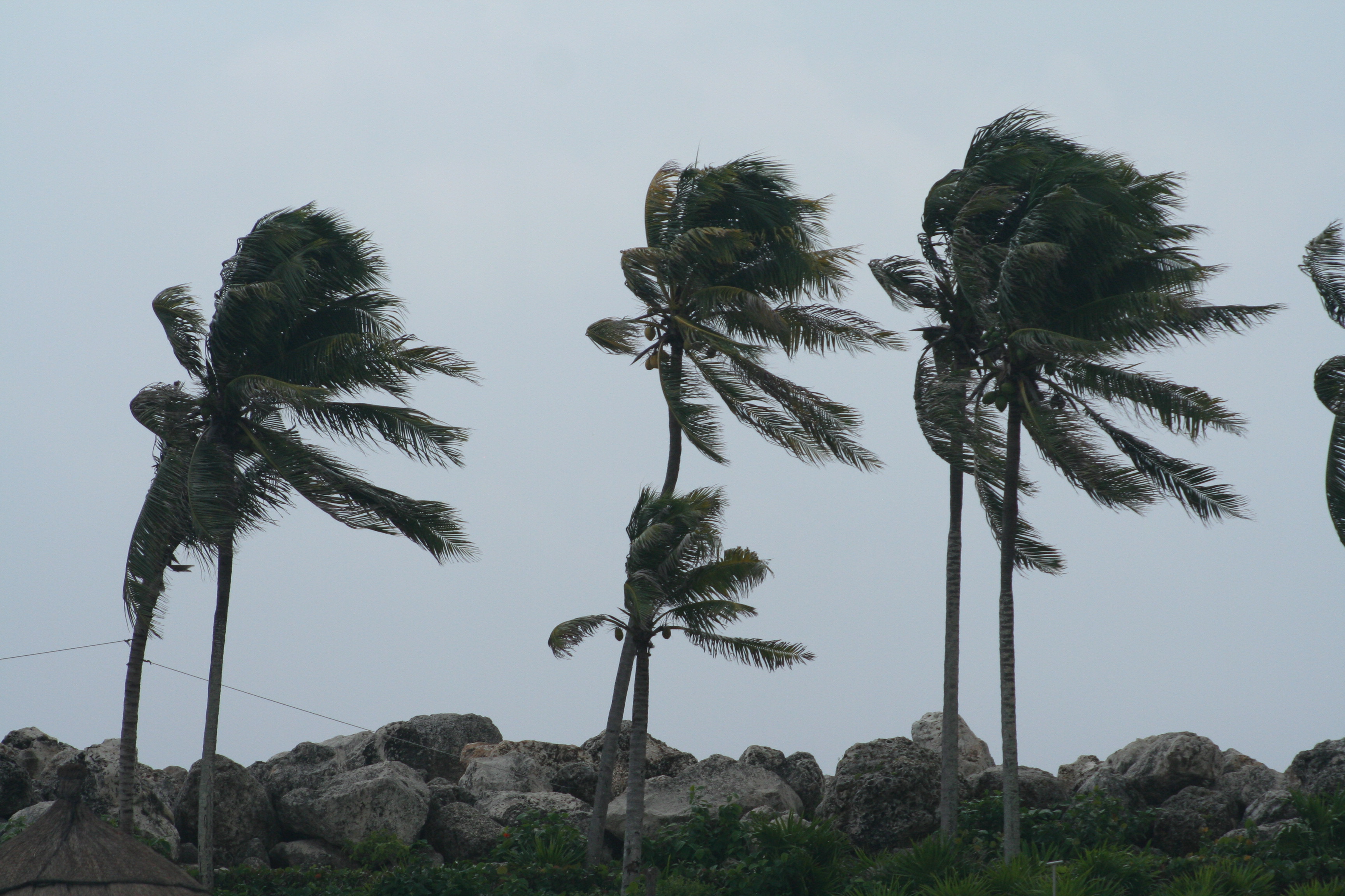 A very strong wind. Пальмы на ветру. Ураган пальмы. Сильный ветер пальмы. Ветер фото.
