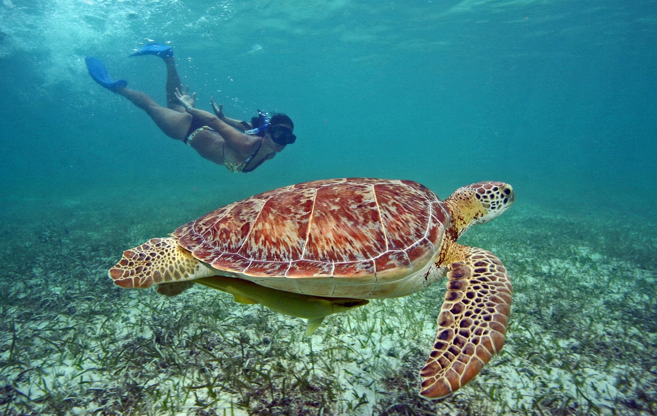 Qué hacer en Playa del Carmen, Quintana Roo Akulmal