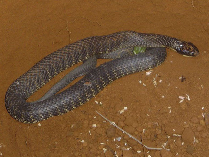 animales más peligrosos de Australia