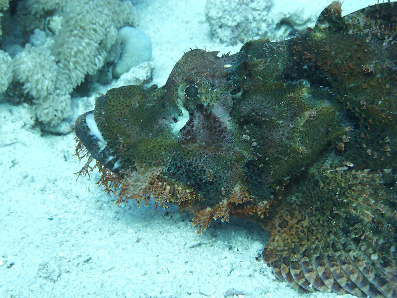 animales más peligrosos de Australia