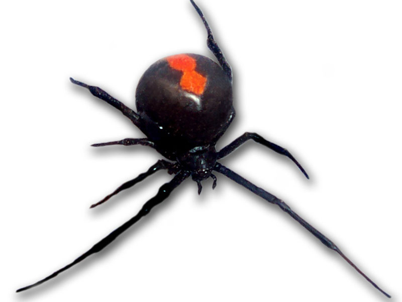 animales más peligrosos de Australia