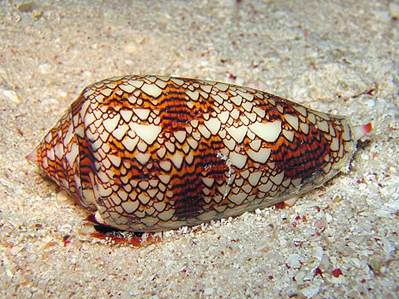 animales más peligrosos de Australia