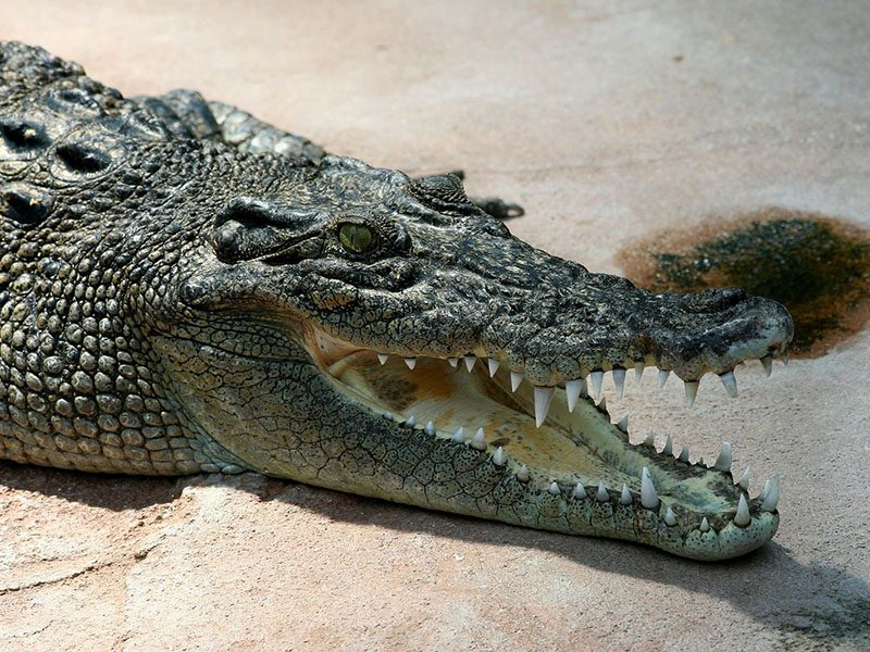 animales más peligrosos de Australia