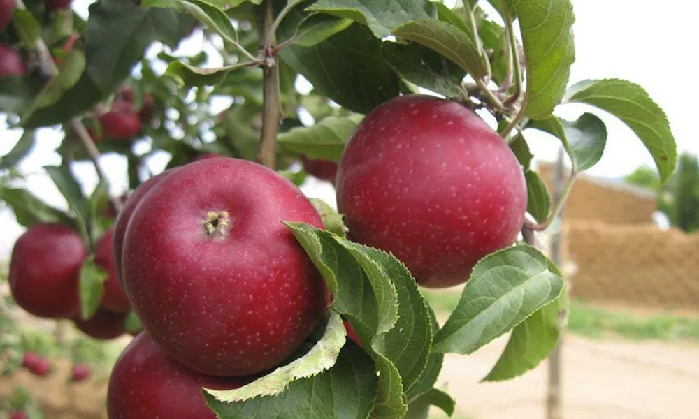 que-hacer-en-cuauhtemoc-chihuahua-huerta-manzanas