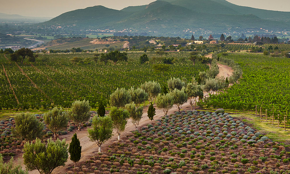 san-miguel-de-allende-en-pareja-viñedo