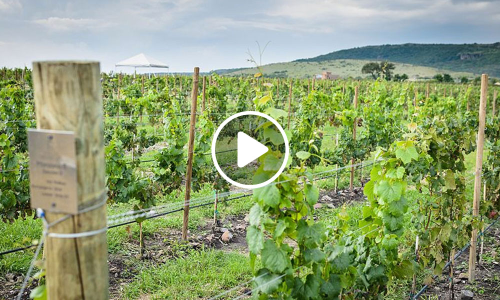 Viñedos de Guanajuato