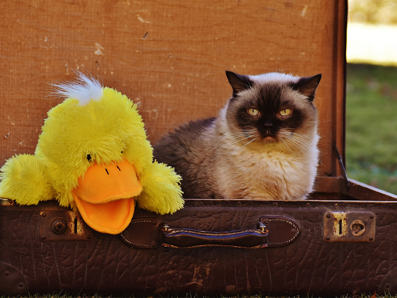 Cuánto cuesta viajar en avión con un perro