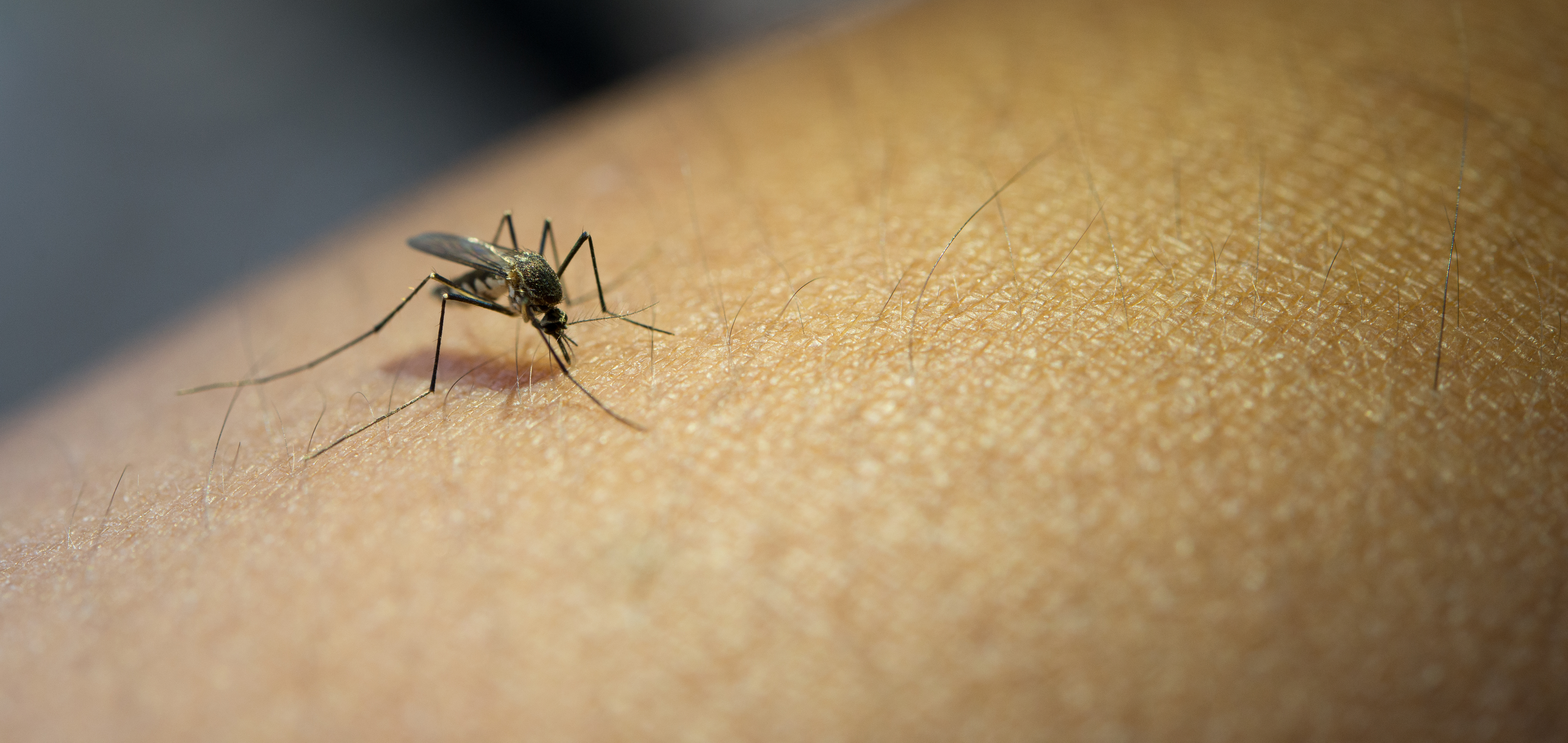 Cosas que puedes hacer para evitar las picaduras de mosquitos