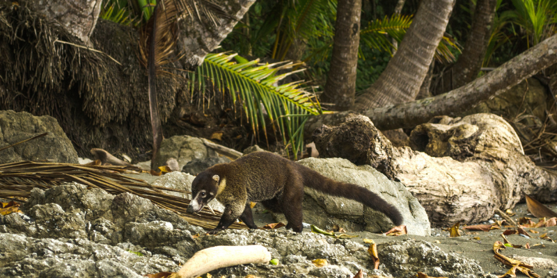 Parques nacionales de Costa Rica