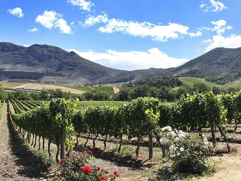 que hacer en Ciudad del Cabo
