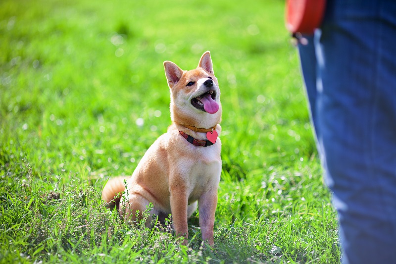 Dónde dejar a tu mascota cuando sales de viaje