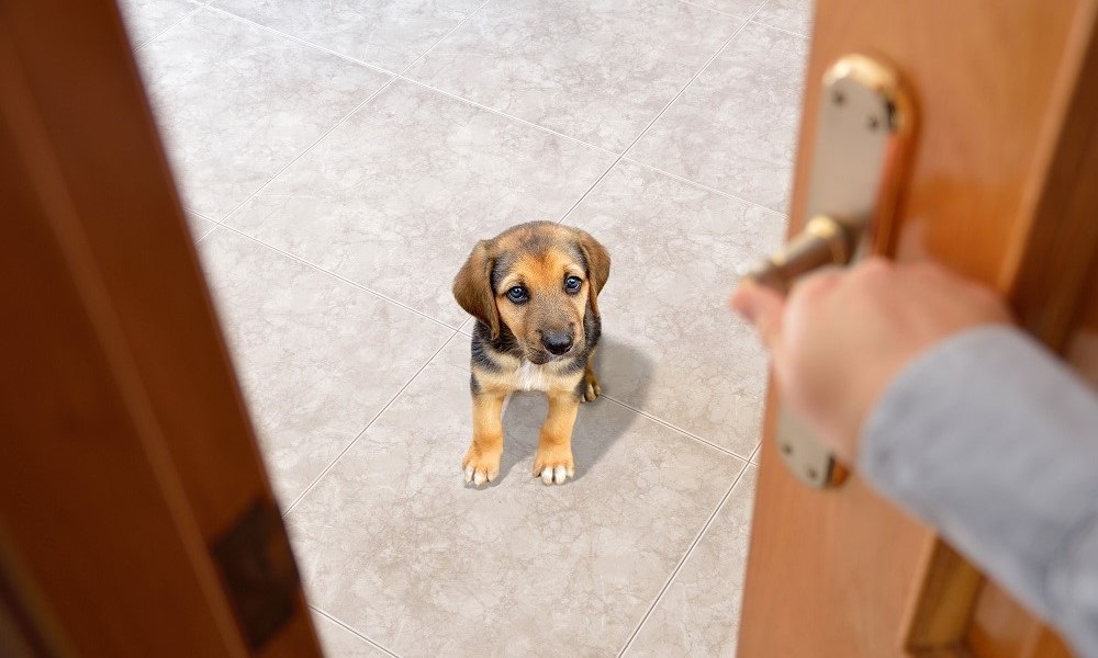 Dónde dejar a tu mascota cuando sales de viaje